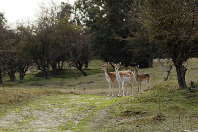 Deer standing on field in forest