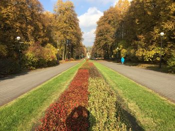 Trees in park during autumn