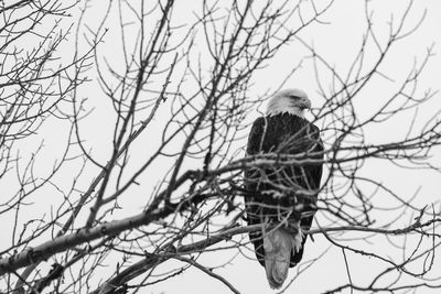 Low angle view of bird perching on bare tree against sky