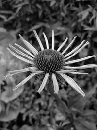 Close-up of a flower