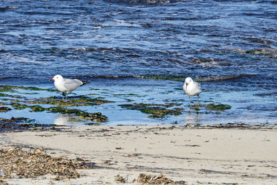 View of seagulls on beach