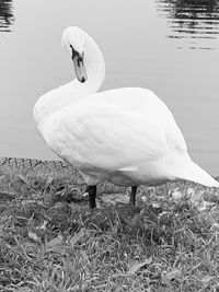 Swan on lakeshore