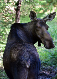 Close-up of horse in the forest