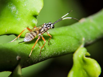 Close-up of insect on leaf