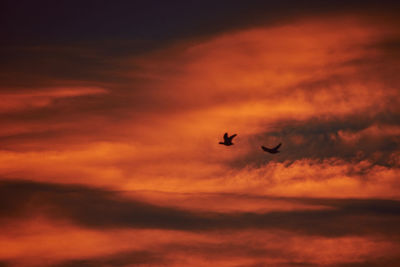 Silhouette birds flying against orange sky