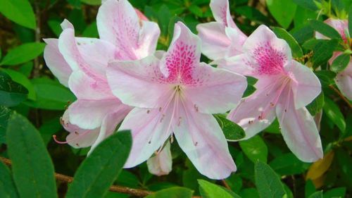 Close-up of pink flowers