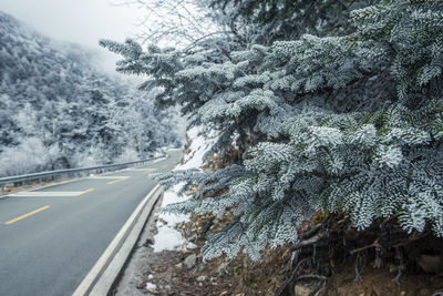 Road amidst trees