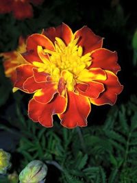 Close-up of orange flowers blooming outdoors