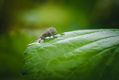 Close-up of insect on leaf