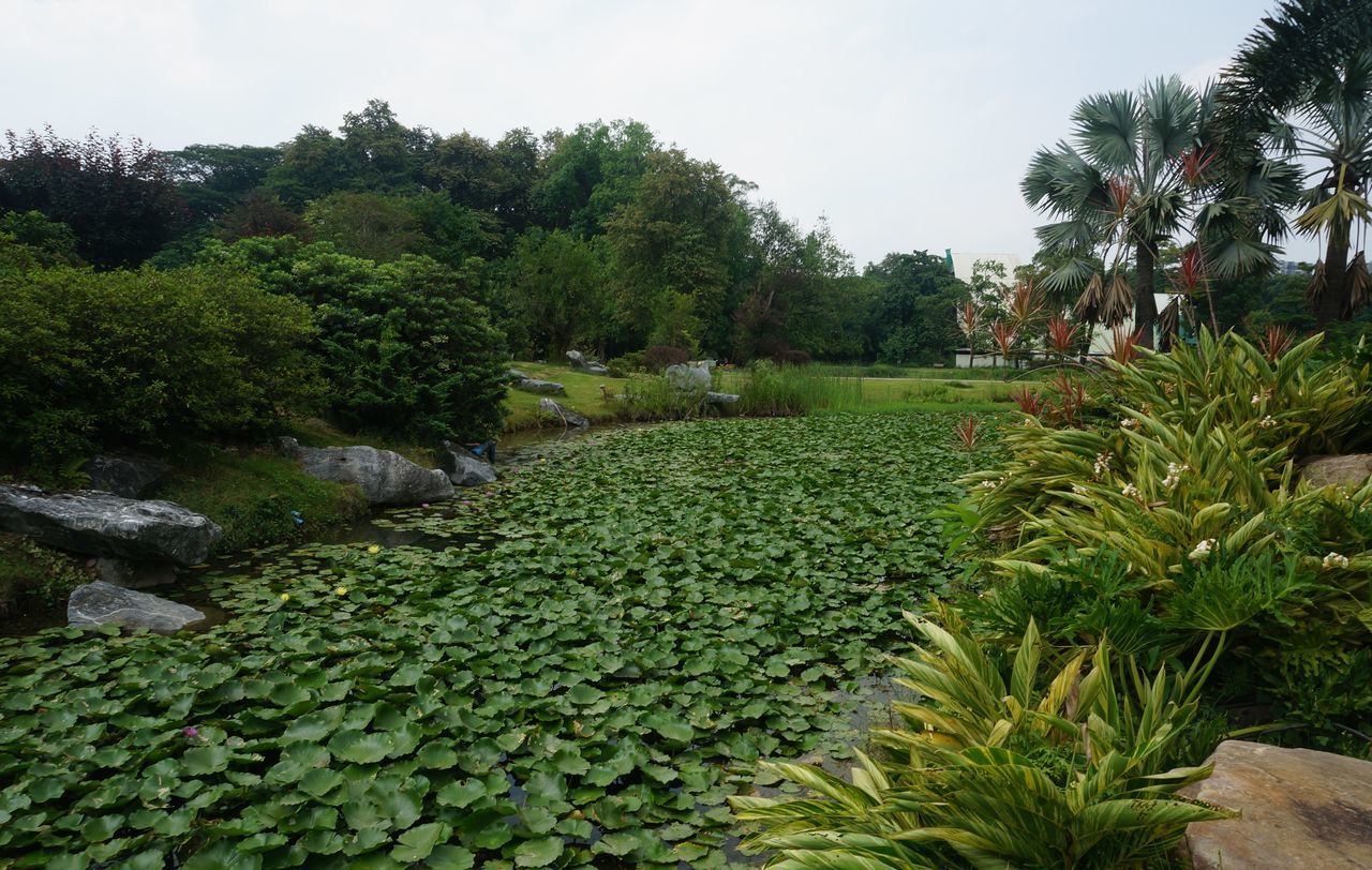 SCENIC VIEW OF GARDEN