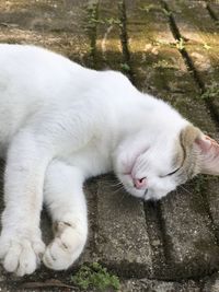 Close-up of white cat resting