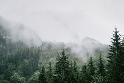 Pine trees in forest against sky