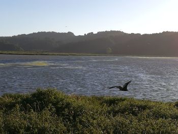 Bird flying over sea against clear sky