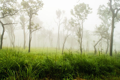 Trees on field in forest