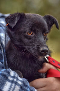 Close-up of person holding dog