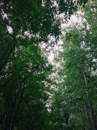 Low angle view of flowering trees in forest