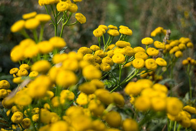 Fresh yellow tansy flowers blooming in garden