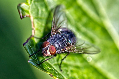 Close-up of housefly