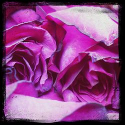 Close-up of pink flowers