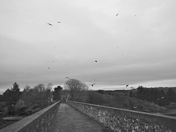 Birds flying over silhouette trees against sky