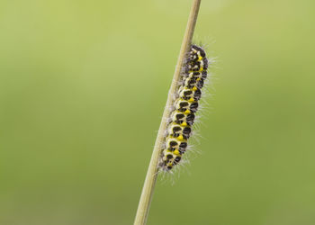 Close-up of insect