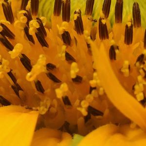 Full frame shot of yellow leaves