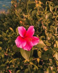 Close-up of pink rose flower