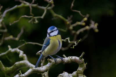 Close-up of bluetit perching on tree