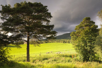 Trees on field against sky