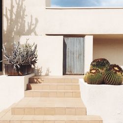 Potted plants by steps against house