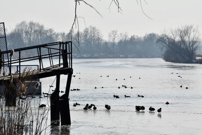 Swans swimming in lake during winter