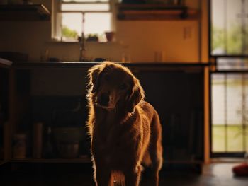 Dog looking away while sitting at home