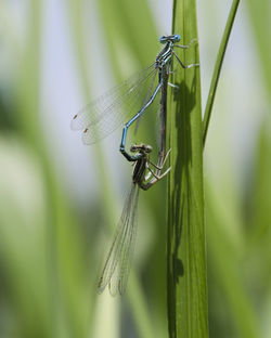 Close-up of damselfly on leaf