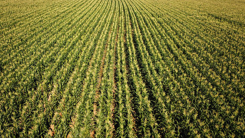 Crops growing on field