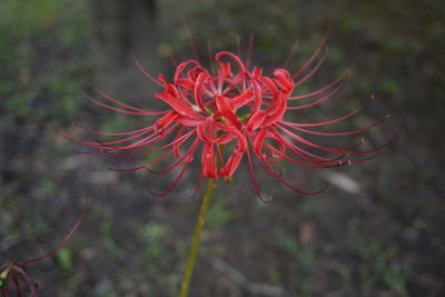 Close-up of red flower on field