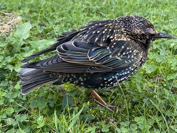 Close-up of a bird on grass