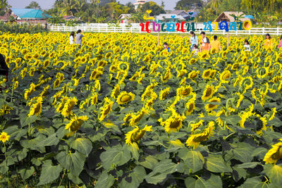 Scenic view of sunflower field