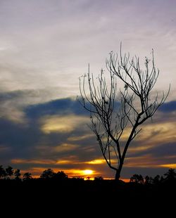 Silhouette bare tree against sky during sunset