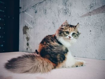 Close-up portrait of cat sitting on floor