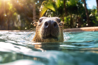 Close-up of a dog