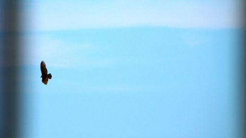 Low angle view of eagle flying against clear sky