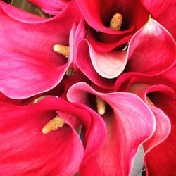 Close-up of pink rose