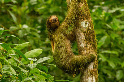 Close-up of sloth on tree