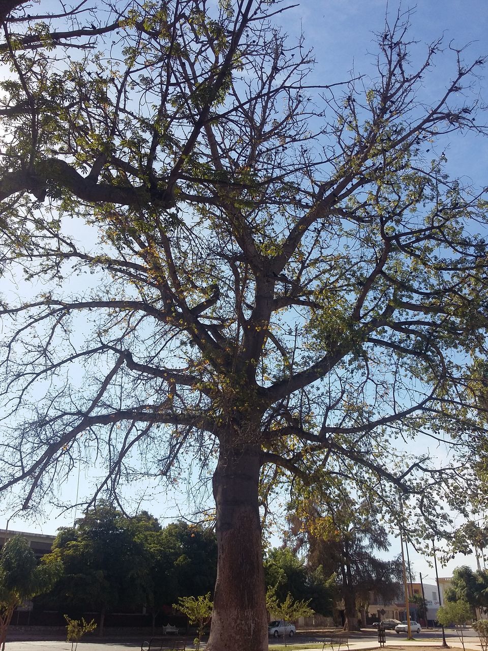 tree, low angle view, branch, growth, tree trunk, tranquility, nature, sky, beauty in nature, day, outdoors, no people, scenics, tranquil scene, clear sky, sunlight, forest, bare tree, green color, backgrounds