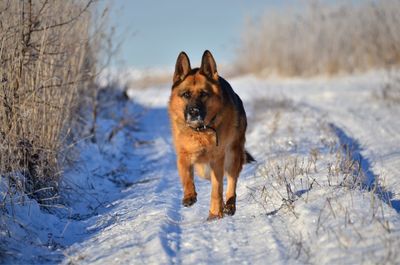 Portrait of dog in snow