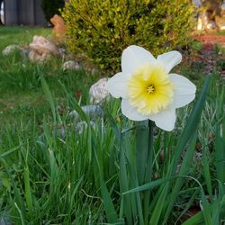 Close-up of yellow flower blooming on field