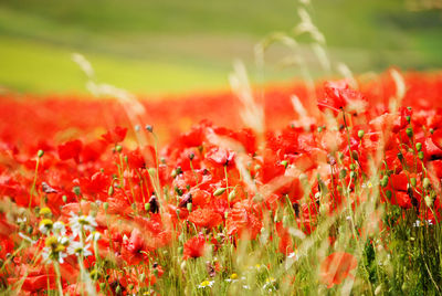 Close-up of red poppy flowers on field