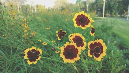 Close-up of yellow flowering plants on field