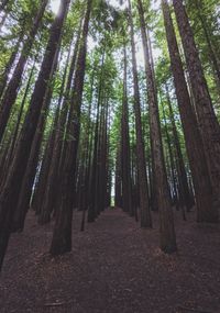 Low angle view of trees in forest