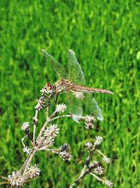 Close-up of dragonfly on plant